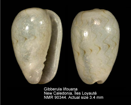 Gibberula lifouana.jpg - Gibberula lifouana (Crosse,1871)